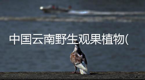 中國云南野生觀果植物(關于中國云南野生觀果植物簡述)