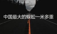 中國最大的蜈蚣一米多重（中國最大的蜈蚣一米）