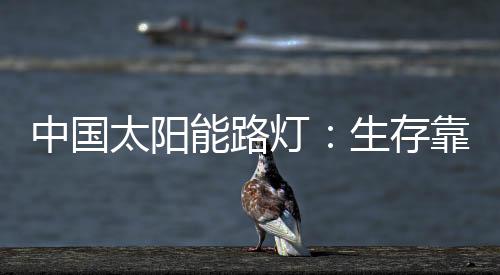 中國太陽能路燈：生存靠個人 發展靠團隊