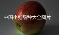 中國小狗品種大全圖片  中國小狗狗
