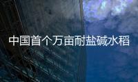 中國首個萬畝耐鹽堿水稻示范片畝產突破573.8公斤