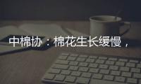 中棉協：棉花生長緩慢，長勢普遍較弱