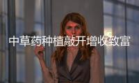 中草藥種植敲開增收致富門