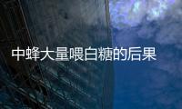 中蜂大量喂白糖的后果 盜蜂危害有哪些