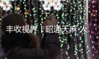豐收視界丨昭通天麻 人間瑰寶