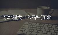 東北獵犬什么品種(東北獵犬被稱為什么)