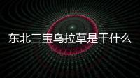 東北三寶烏拉草是干什么用的（東北三寶）