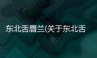 東北舌唇蘭(關于東北舌唇蘭簡述)