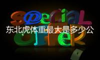 東北虎體重最大是多少公斤