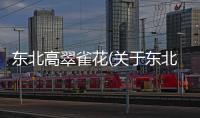 東北高翠雀花(關(guān)于東北高翠雀花簡(jiǎn)述)