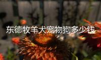 東德牧羊犬寵物狗多少錢(寵物狗洗澡多少錢)