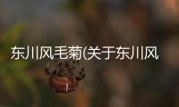 東川風毛菊(關于東川風毛菊簡述)