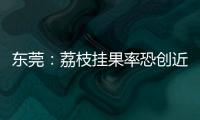 東莞：荔枝掛果率恐創近十年新低 荔農開辟保收“新賽道”