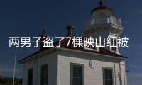 兩男子盜了7棵映山紅被拘留
