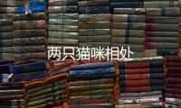 兩只貓咪相處