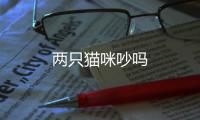 兩只貓咪吵嗎