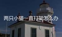 兩只小貓一直打架怎么辦(兩只小貓在一起打架怎么辦)