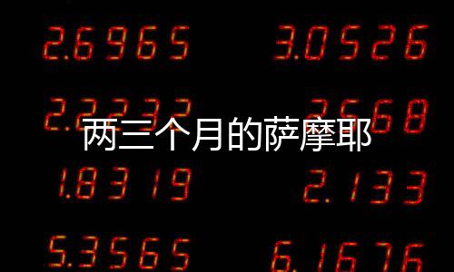 兩三個月的薩摩耶