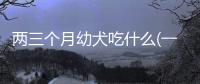 兩三個(gè)月幼犬吃什么(一兩個(gè)月幼犬吃什么)