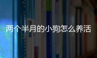 兩個半月的小狗怎么養活？兩個月大的小狗怎么養活