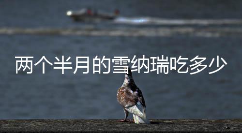 兩個半月的雪納瑞吃多少狗糧  兩個月雪納瑞喂多少狗糧