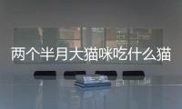 兩個半月大貓咪吃什么貓糧？兩個半月大的貓吃什么