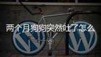 兩個月狗狗突然吐了怎么辦(兩個月狗狗得了犬瘟怎么辦)