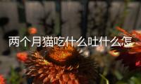 兩個月貓吃什么吐什么怎么辦？兩個月小貓吃啥吐啥