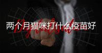 兩個月貓咪打什么疫苗好？兩個月貓咪打什么疫苗比較好