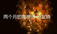兩個月的狗感冒 沒發燒怎么辦啊？兩個月的狗狗感冒了不吃東西怎么辦