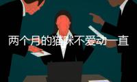 兩個月的貓咪不愛動一直趴著(兩個月的貓咪不吃貓糧怎么辦)