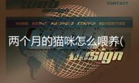 兩個月的貓咪怎么喂養(yǎng)(兩個月大的貓咪可以吃什么東西)