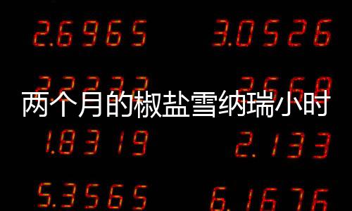 兩個月的椒鹽雪納瑞小時候什么色？ 椒鹽雪納瑞成年