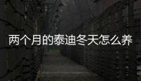 兩個月的泰迪冬天怎么養(yǎng)？兩個月泰迪冬天能帶出去嗎