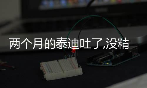 兩個月的泰迪吐了,沒精神怎么辦(泰迪吐了但是精神很好)