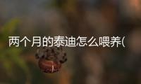 兩個月的泰迪怎么喂養(兩個月大的泰迪怎么養)