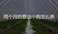 兩個(gè)月的泰迪小狗怎么養(yǎng)好？?jī)蓚€(gè)月的泰迪小狗怎么養(yǎng)活