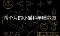 兩個月的小貓科學喂養方法  2個月小貓如何喂養