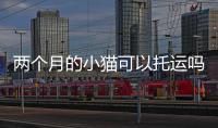 兩個月的小貓可以托運嗎
