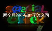 兩個(gè)月的小貓吐了怎么回事(兩個(gè)月的小貓得了貓瘟可以治好嗎)