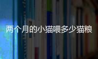 兩個(gè)月的小貓喂多少貓糧