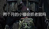 兩個月的小貓會抓老鼠嗎?(兩個月的小貓得了貓瘟可以治好嗎)