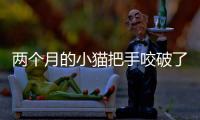 兩個月的小貓把手咬破了怎么辦(小貓把人手咬破怎么辦)