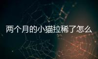 兩個月的小貓拉稀了怎么辦(兩個月的小貓拉稀但是精神很好)