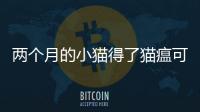 兩個月的小貓得了貓瘟可以治好嗎(兩個月的小貓拉稀但是精神很好)