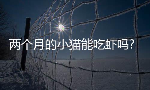 兩個月的小貓能吃蝦嗎?(兩個月的小貓吃什么)
