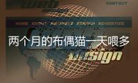 兩個月的布偶貓一天喂多少(布偶貓兩個月喂什么)