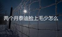 兩個月泰迪臉上毛少怎么辦？兩個多月的泰迪毛不卷顏色淺