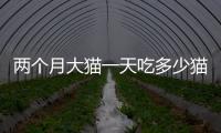 兩個月大貓一天吃多少貓糧正常，兩個月貓一天吃多少克貓糧