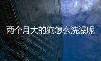兩個月大的狗怎么洗澡呢？2個月狗狗怎么洗澡